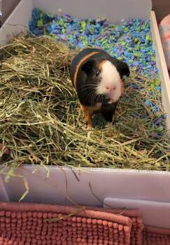 Rescue Guinea Pig and Short Haired Guinea Pigs for Adoption in Tucson, Arizona - Twilight | PetCurious
